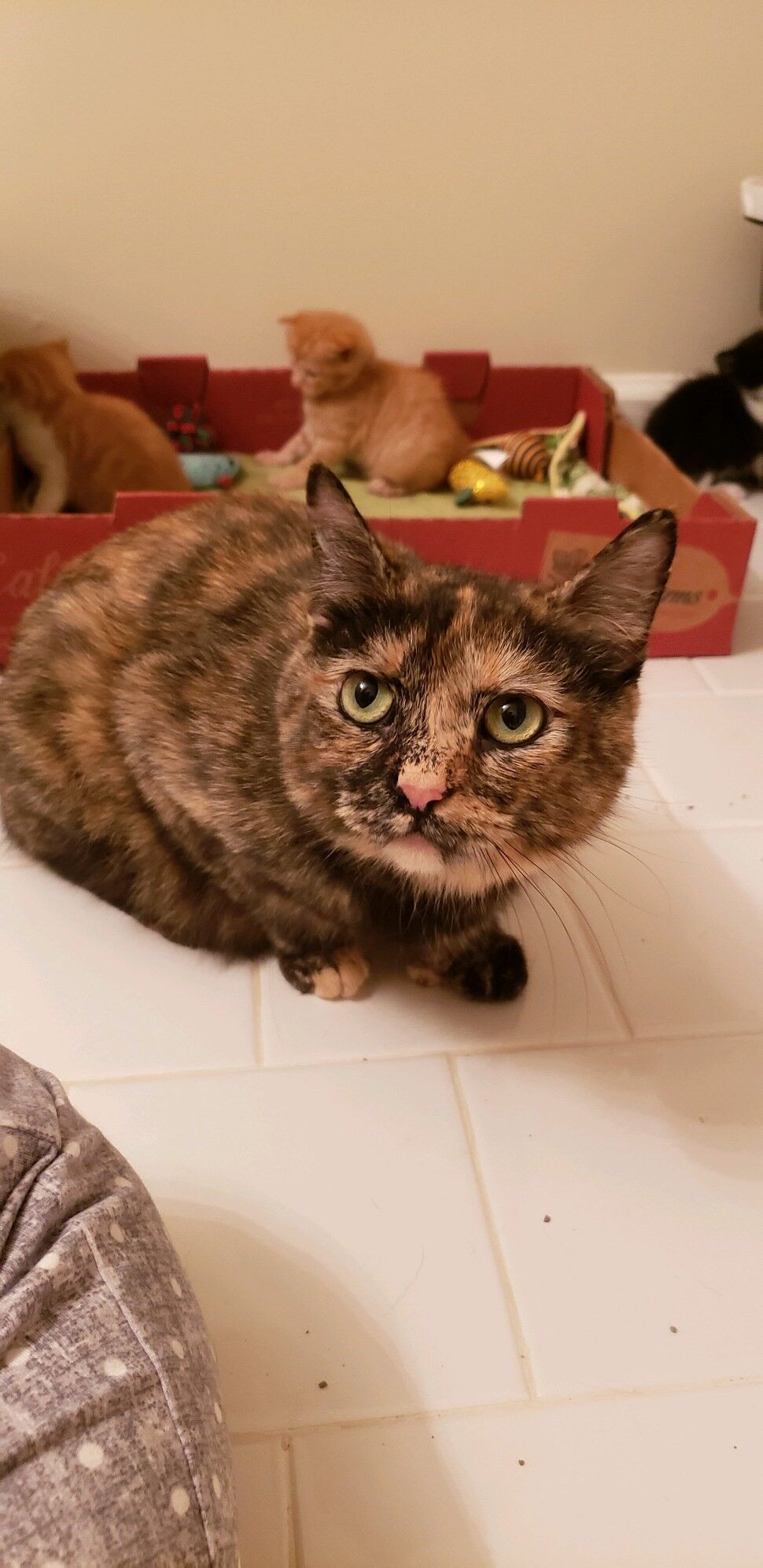 Autumn, the mother cat.